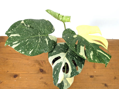 Monstera Thai Constellation Beautiful Creme Color in 1 Gallon Pot with Split Leaves (50C) Exact Plant