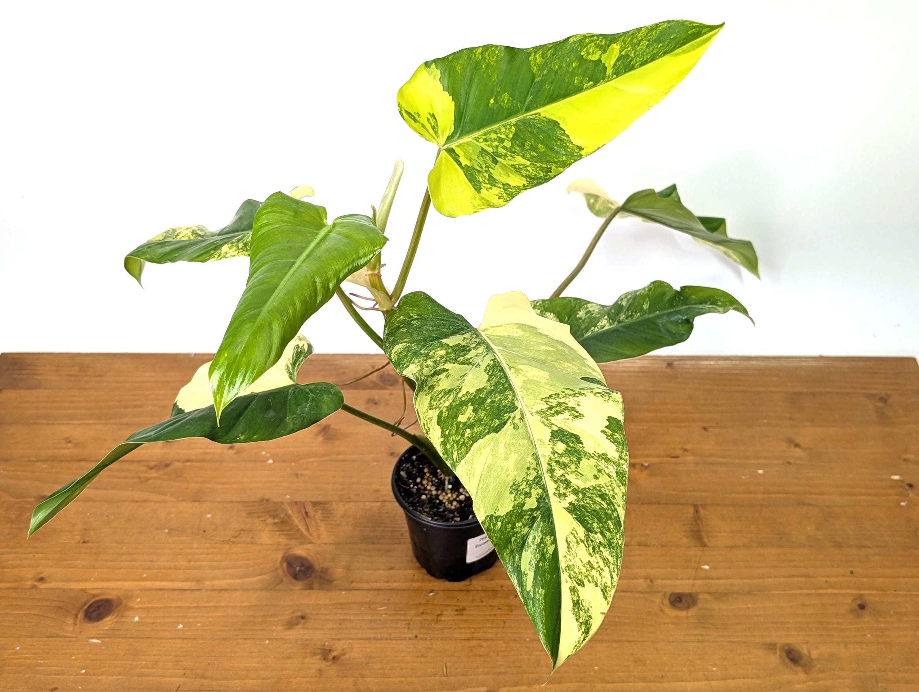 EXACT Variegated Philodendron Domesticum Leaf  Exact Plant Pictured in 4 Inch Pot (50D) 12&quot;+ Tall