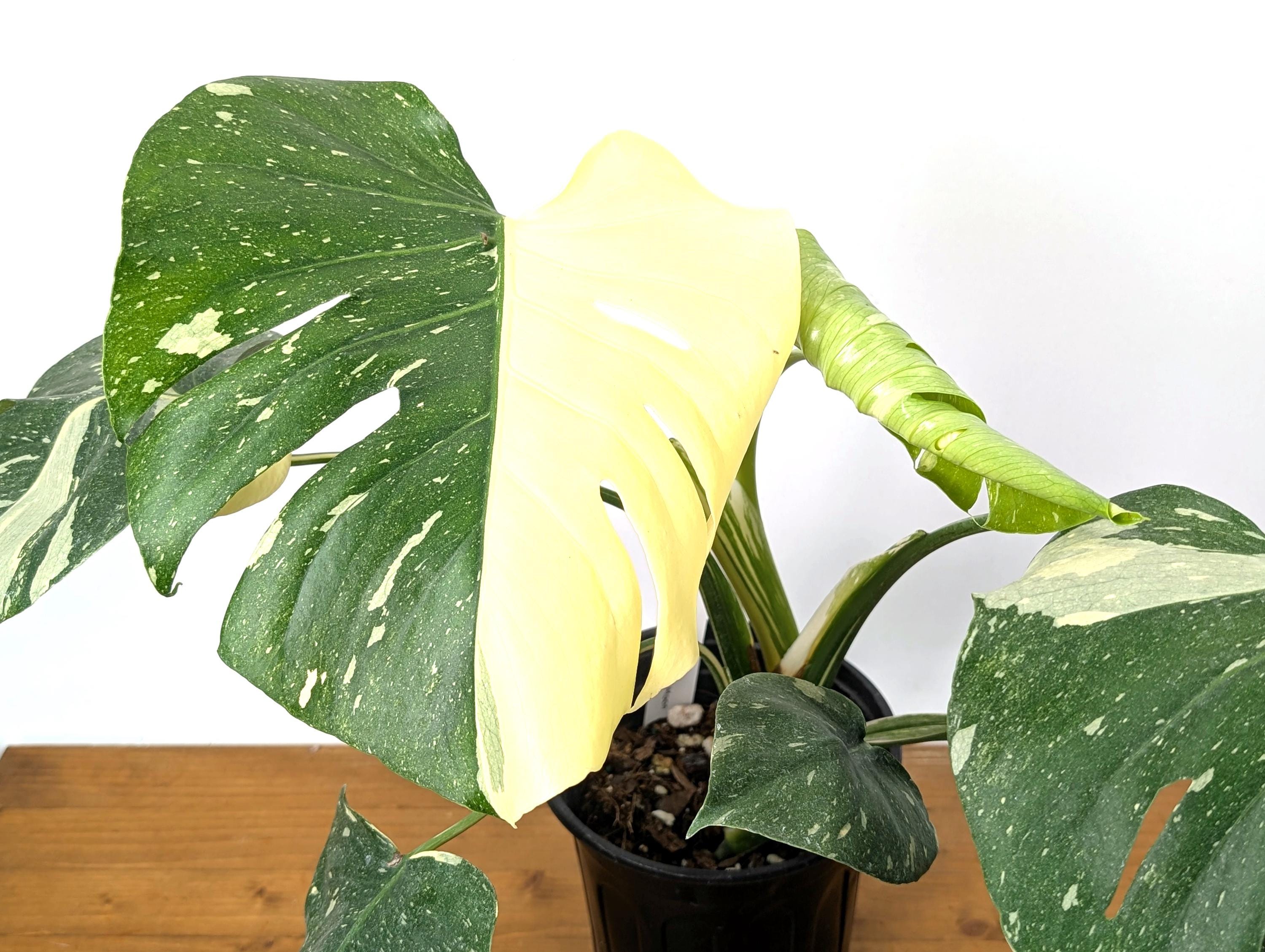 EXACT Half Moon Monstera Thai Constellation Beautiful Premium in 1 Gallon Pot with Split Leaves (50)