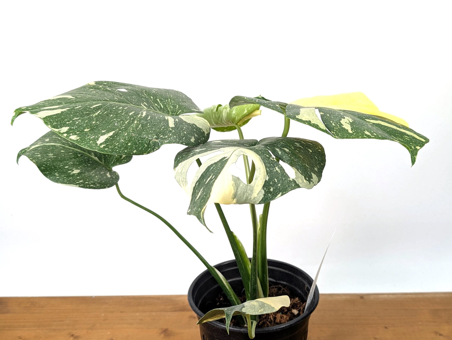 Monstera Thai Constellation Beautiful Creme Color in 1 Gallon Pot with Split Leaves (50C) Exact Plant