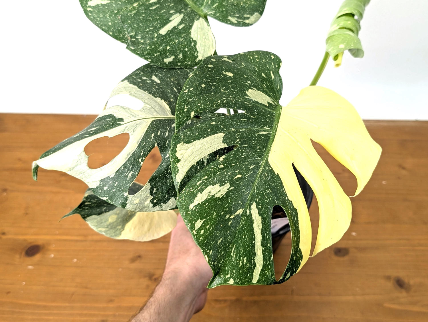 Monstera Thai Constellation Beautiful Creme Color in 1 Gallon Pot with Split Leaves (50C) Exact Plant