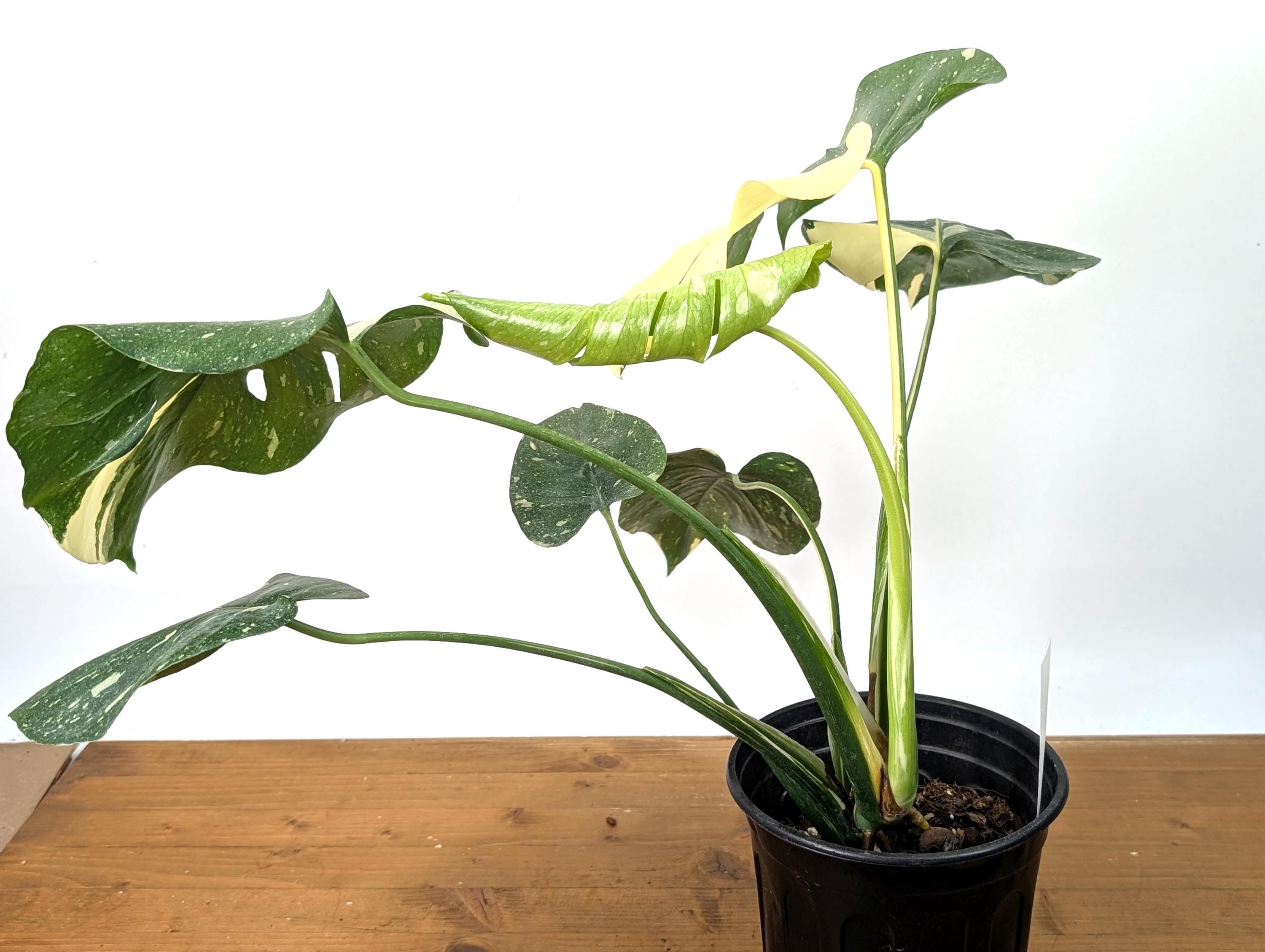 EXACT Half Moon Monstera Thai Constellation Beautiful Premium in 1 Gallon Pot with Split Leaves (50)