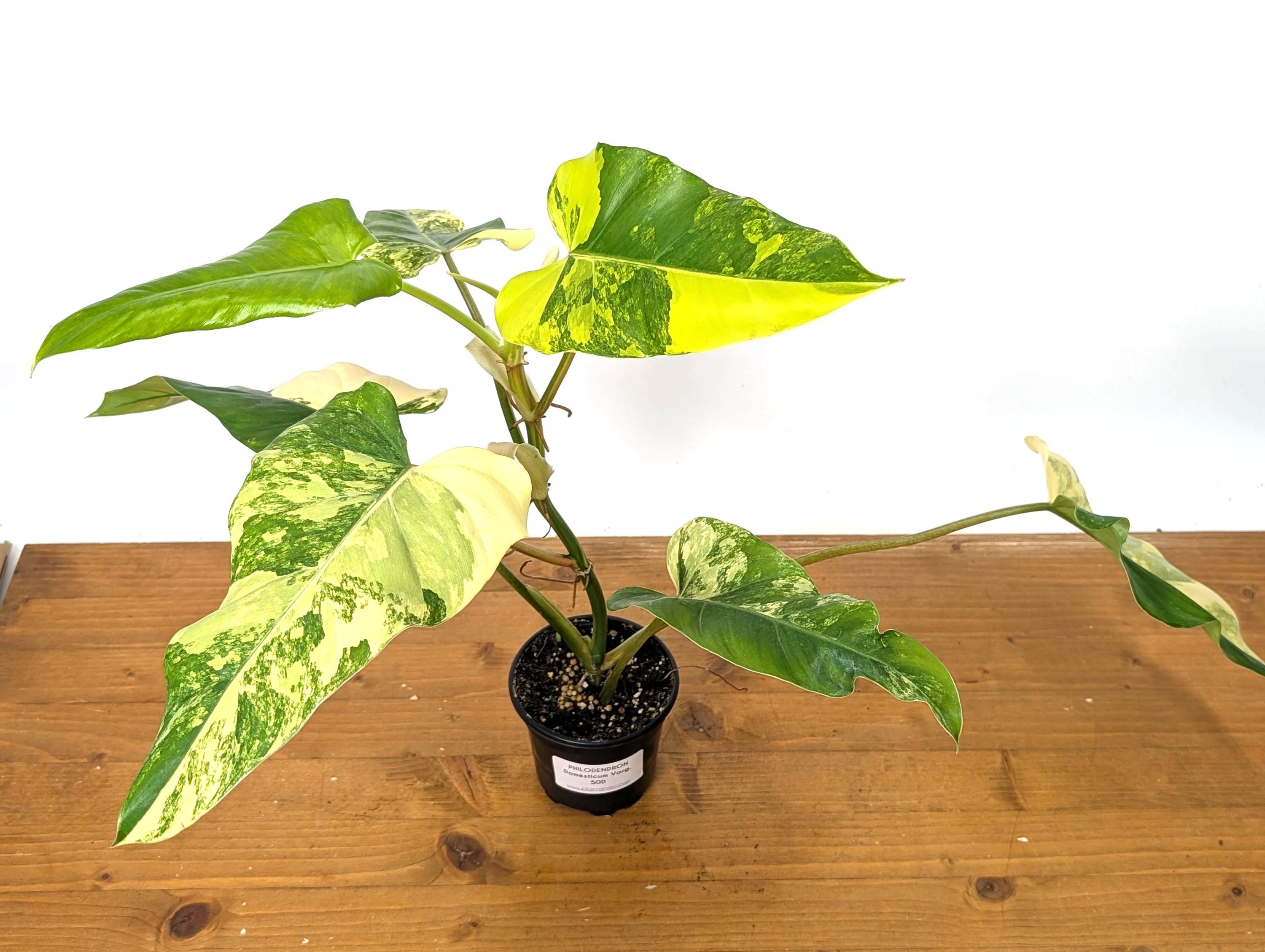 EXACT Variegated Philodendron Domesticum Leaf  Exact Plant Pictured in 4 Inch Pot (50D) 12&quot;+ Tall