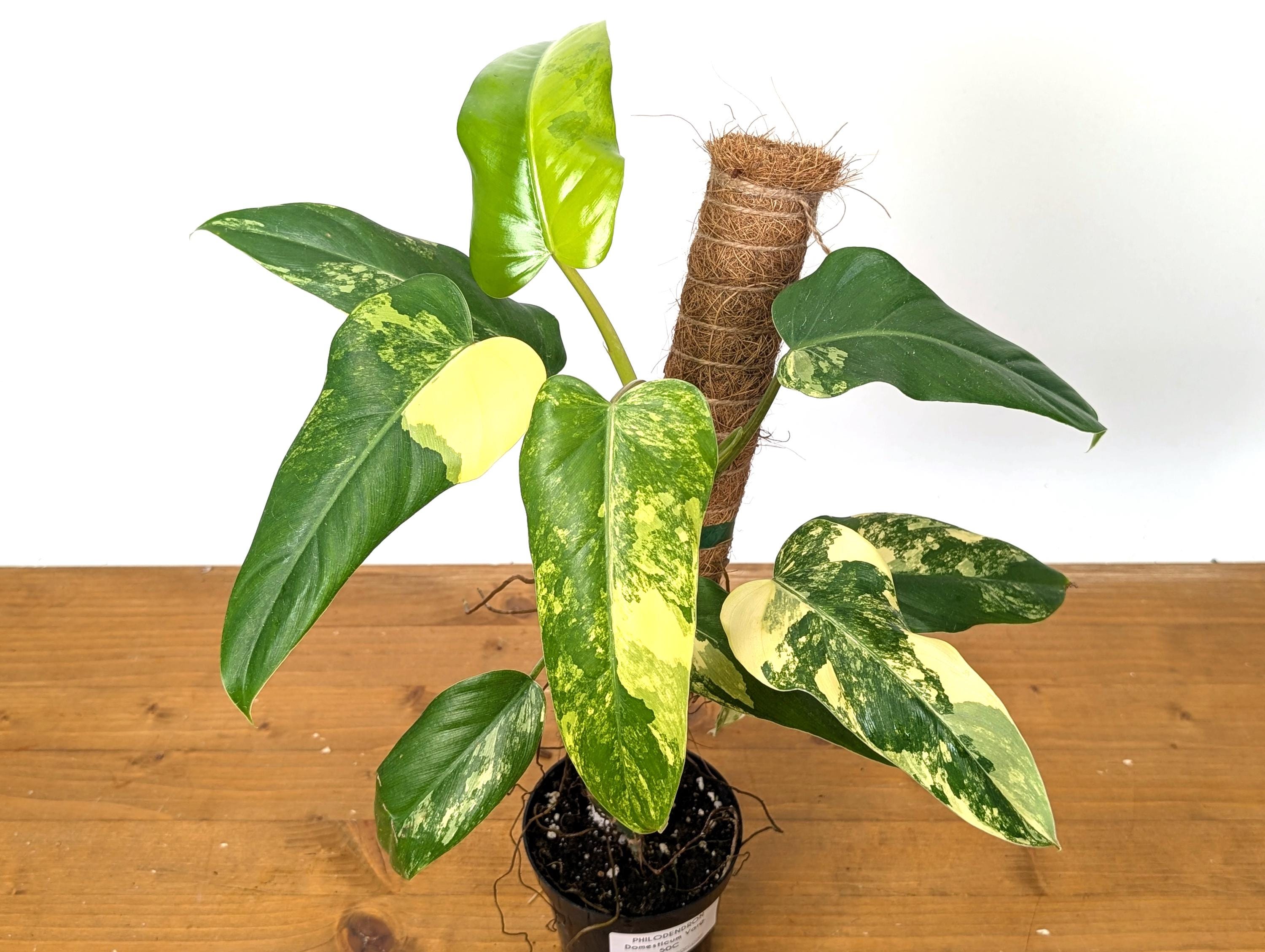 Variegated Philodendron Domesticum Leaf - 12&quot;+ -  EXACT Plant Pictured in 4 Inch Pot (50C)