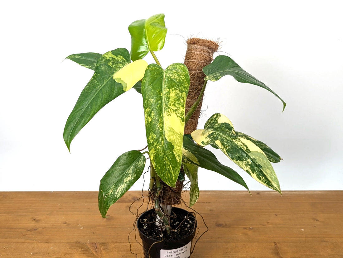 Variegated Philodendron Domesticum Leaf - 12&quot;+ -  EXACT Plant Pictured in 4 Inch Pot (50C)