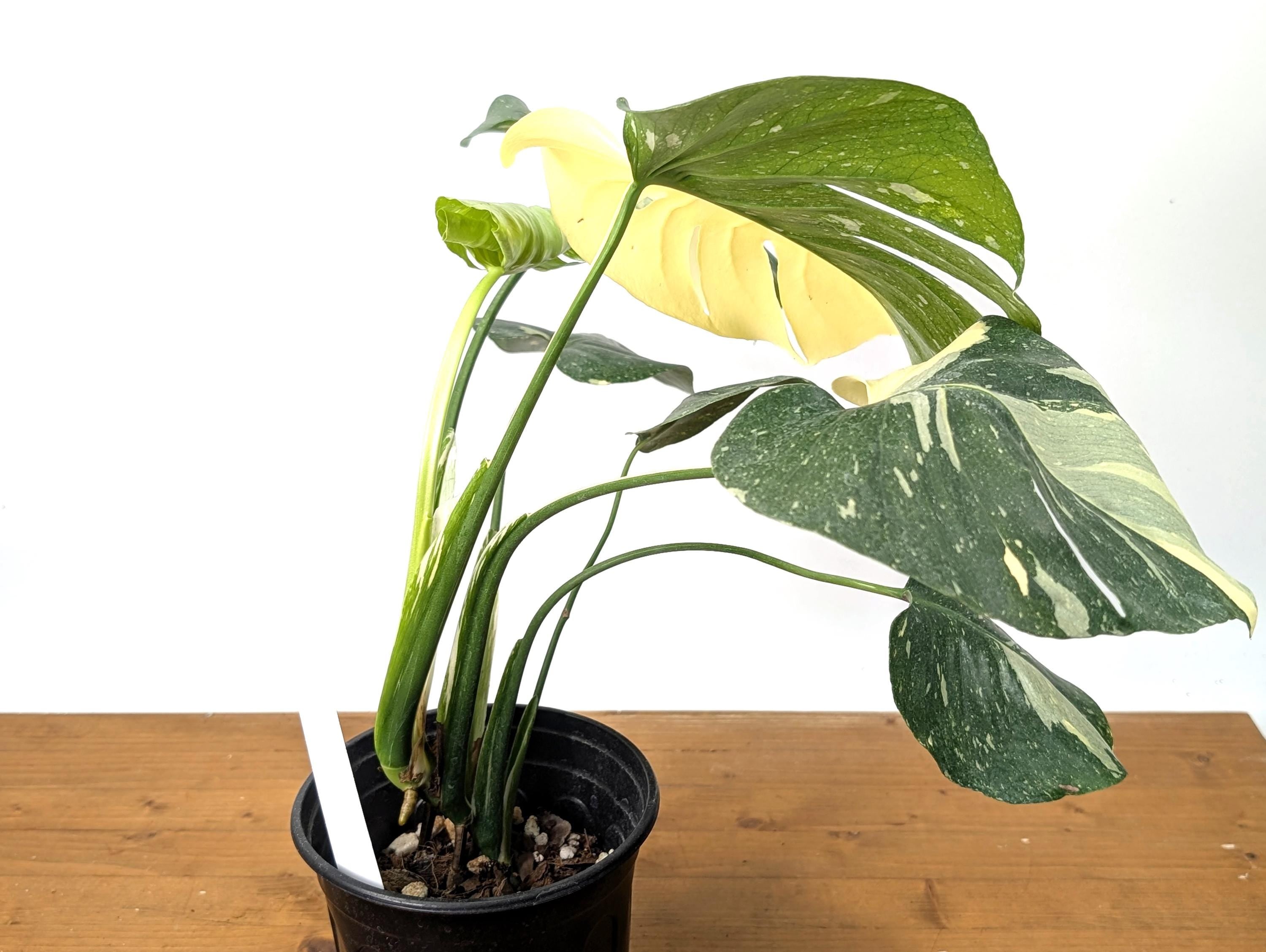 EXACT Half Moon Monstera Thai Constellation Beautiful Premium in 1 Gallon Pot with Split Leaves (50)