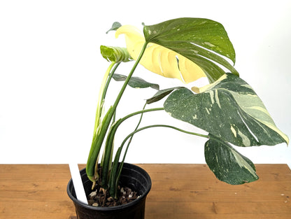 EXACT Half Moon Monstera Thai Constellation Beautiful Premium in 1 Gallon Pot with Split Leaves (50)