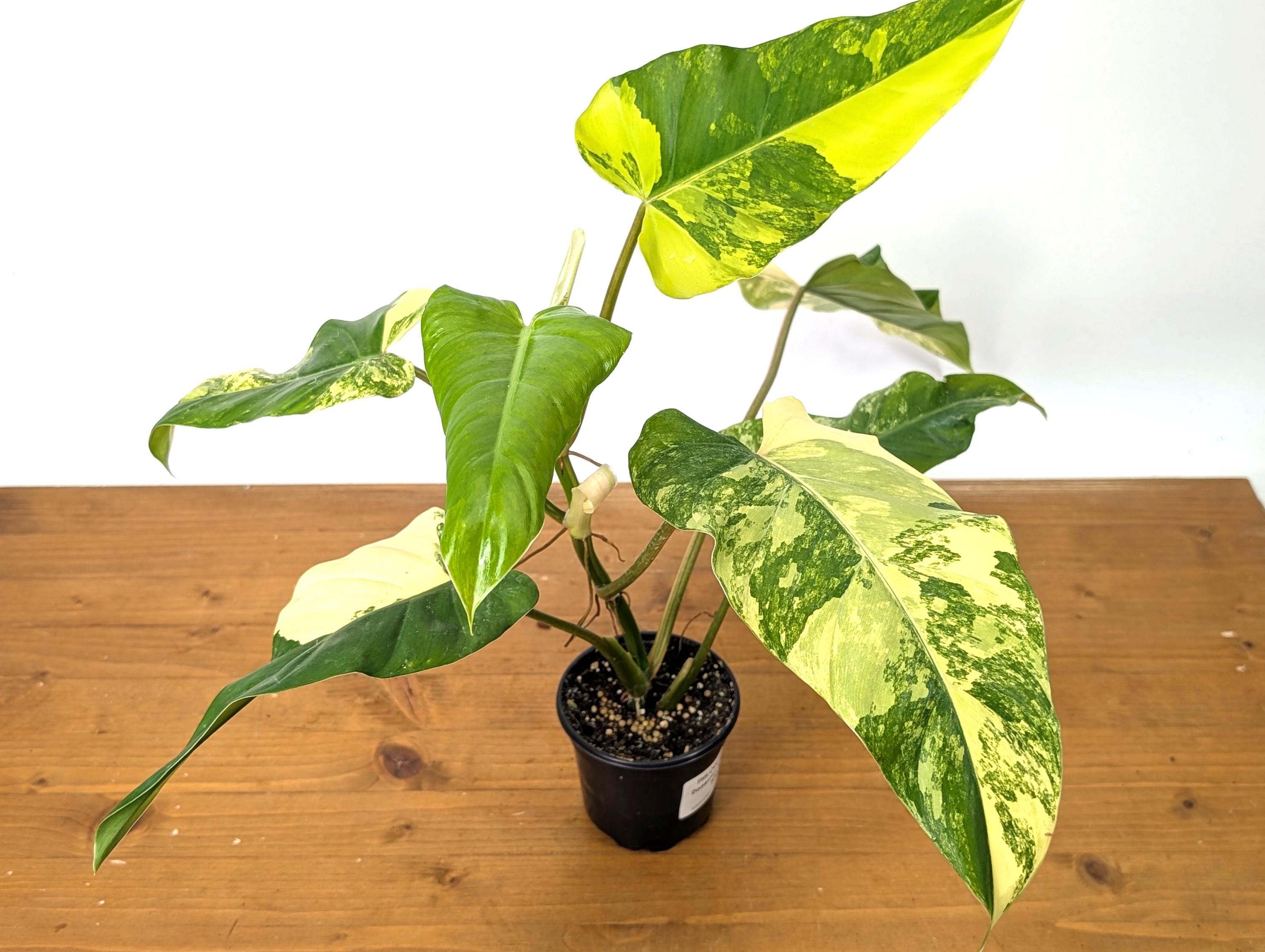 EXACT Variegated Philodendron Domesticum Leaf  Exact Plant Pictured in 4 Inch Pot (50D) 12&quot;+ Tall