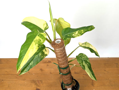 EXACT Variegated Philodendron Domesticum Half Moon Leaf - 12&quot;+ -  Plant Pictured in 4 Inch Pot (50B)