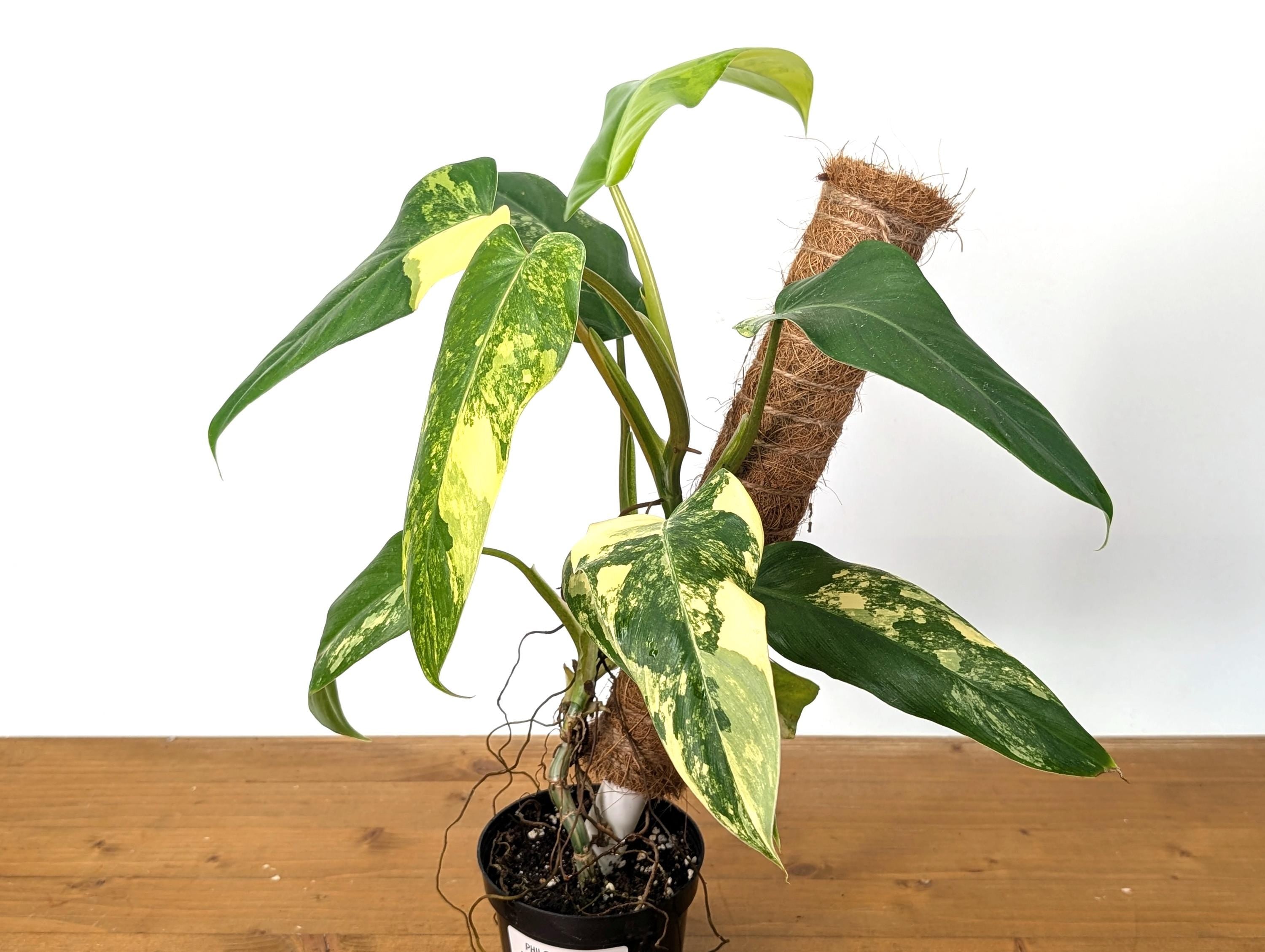 Variegated Philodendron Domesticum Leaf - 12&quot;+ -  EXACT Plant Pictured in 4 Inch Pot (50C)