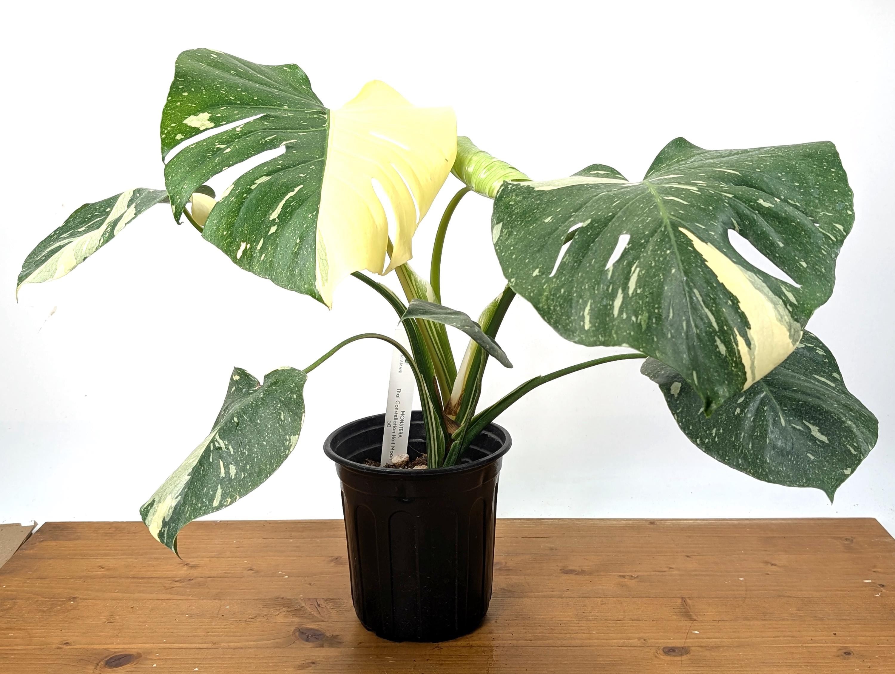 EXACT Half Moon Monstera Thai Constellation Beautiful Premium in 1 Gallon Pot with Split Leaves (50)