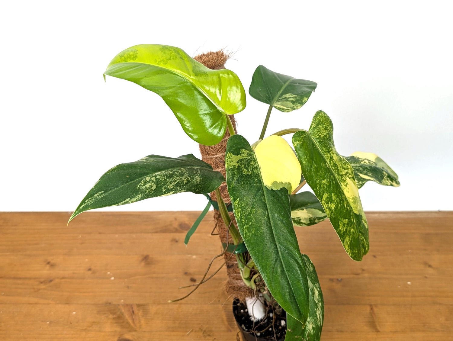 Variegated Philodendron Domesticum Leaf - 12&quot;+ -  EXACT Plant Pictured in 4 Inch Pot (50C)