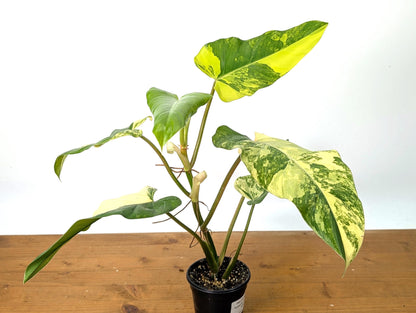 EXACT Variegated Philodendron Domesticum Leaf  Exact Plant Pictured in 4 Inch Pot (50D) 12&quot;+ Tall