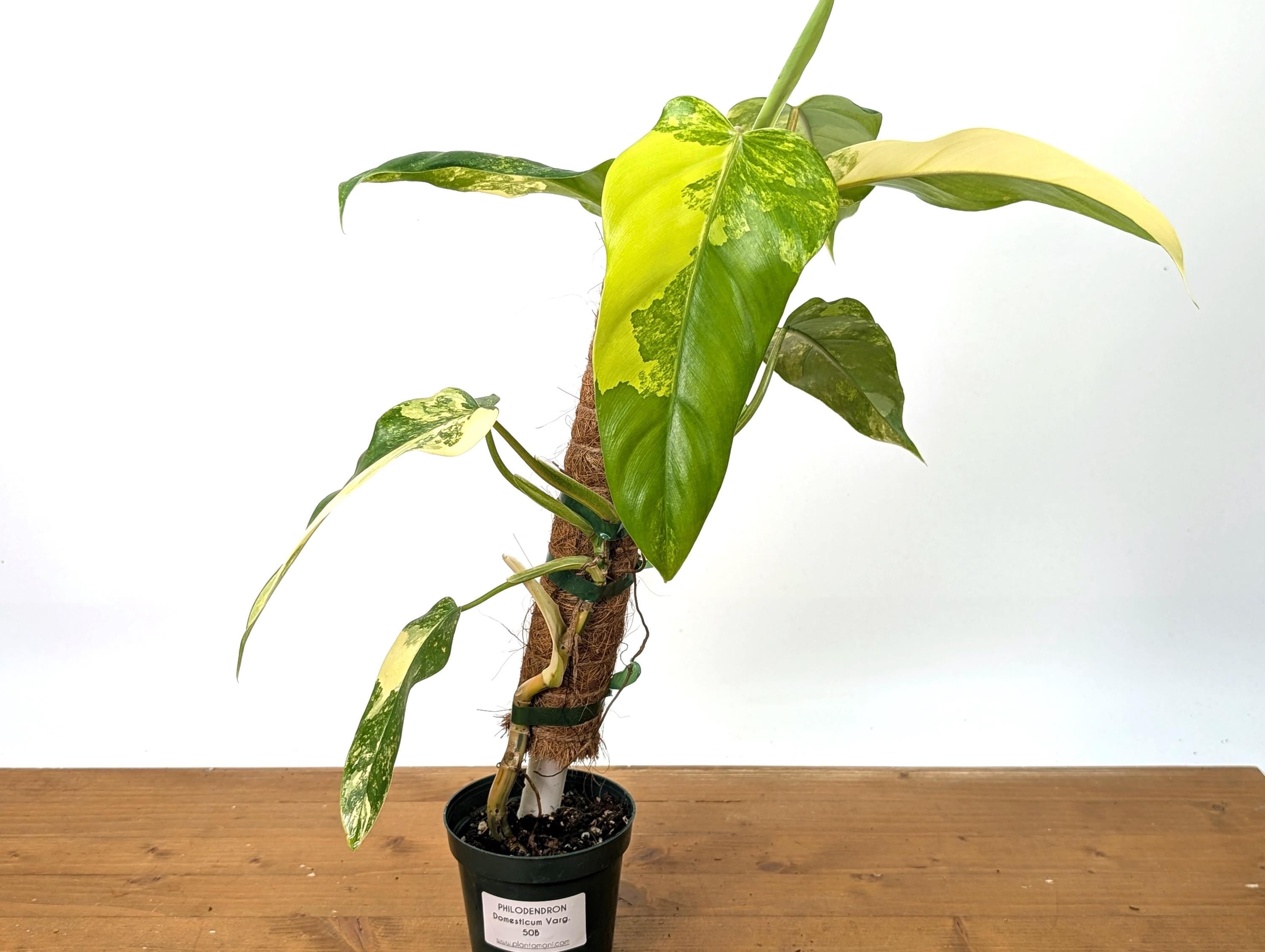 EXACT Variegated Philodendron Domesticum Half Moon Leaf - 12&quot;+ -  Plant Pictured in 4 Inch Pot (50B)