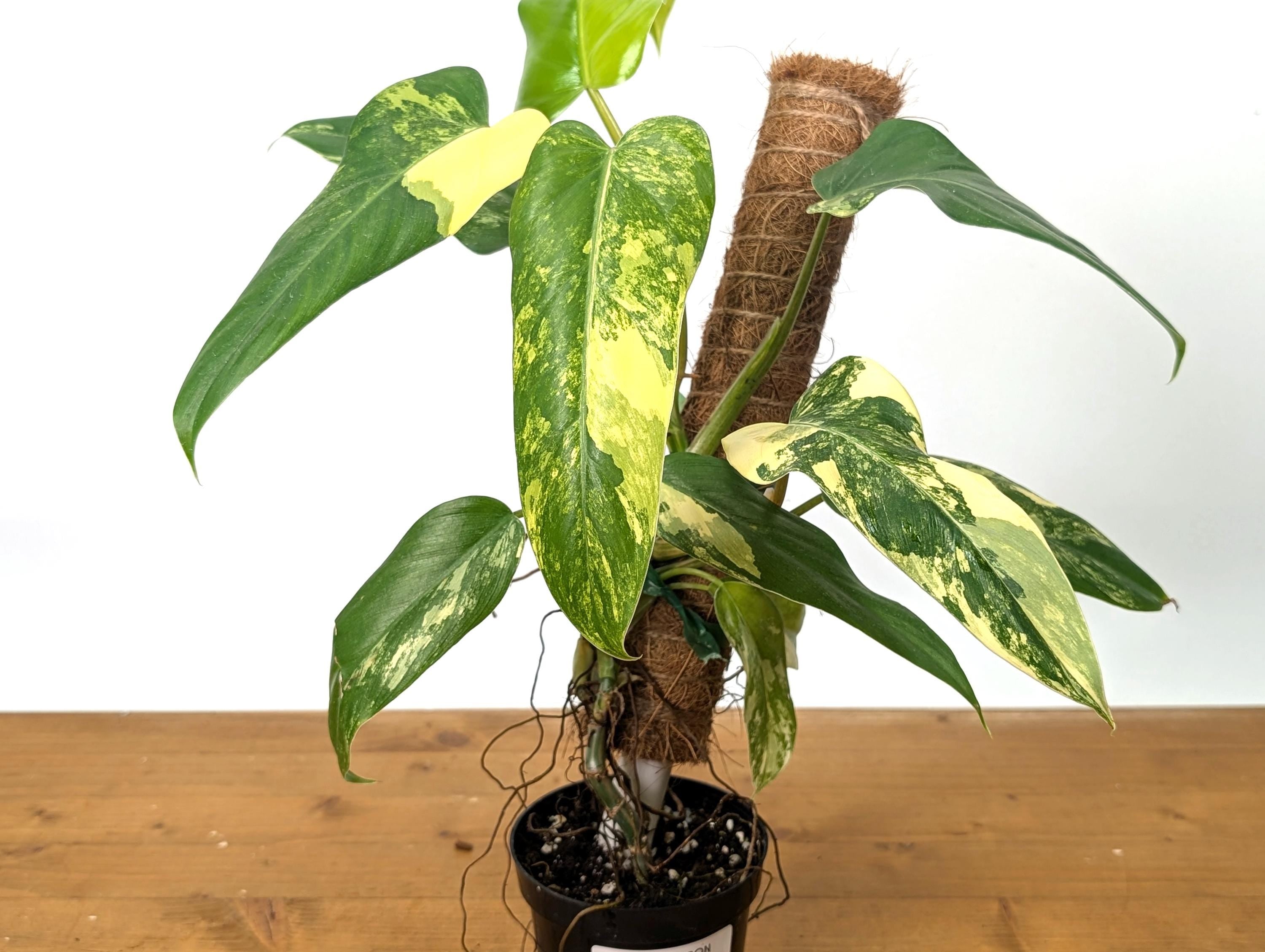 Variegated Philodendron Domesticum Leaf - 12&quot;+ -  EXACT Plant Pictured in 4 Inch Pot (50C)