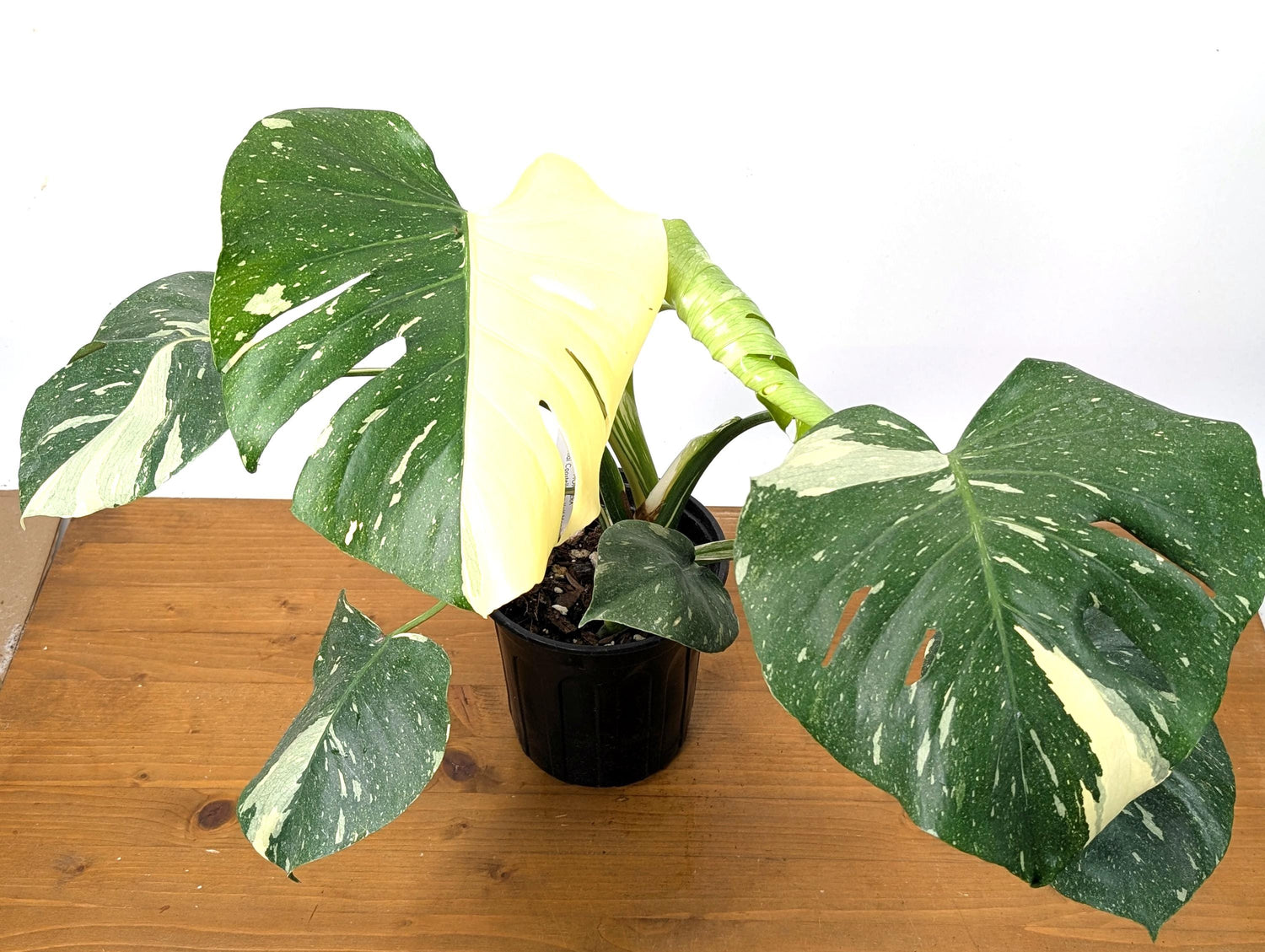 EXACT Half Moon Monstera Thai Constellation Beautiful Premium in 1 Gallon Pot with Split Leaves (50)