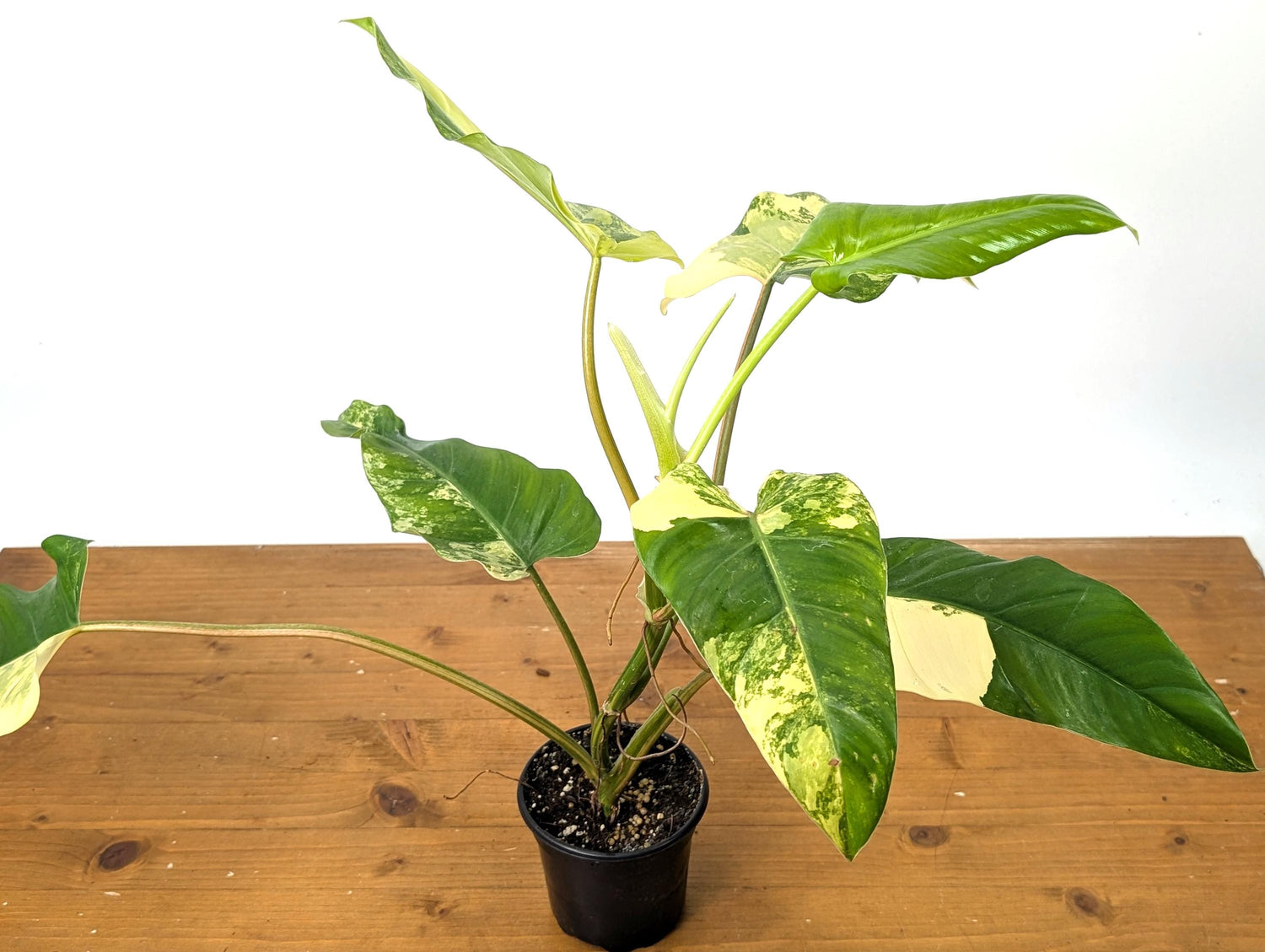 EXACT Variegated Philodendron Domesticum Leaf  Exact Plant Pictured in 4 Inch Pot (50D) 12&quot;+ Tall