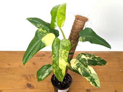 Variegated Philodendron Domesticum Leaf - 12&quot;+ -  EXACT Plant Pictured in 4 Inch Pot (50C)