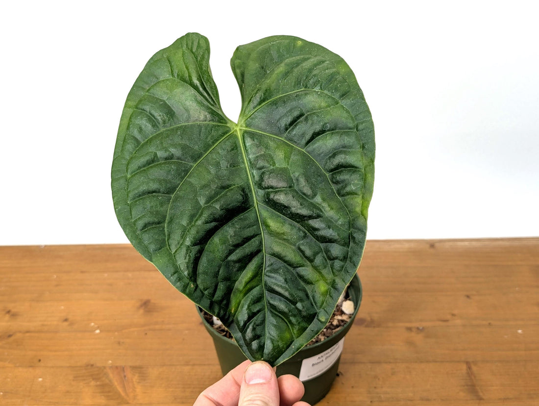 Exact Anthurium Black Diamond (Luxurians x Regale) - 6 Inch pot with One Leaf