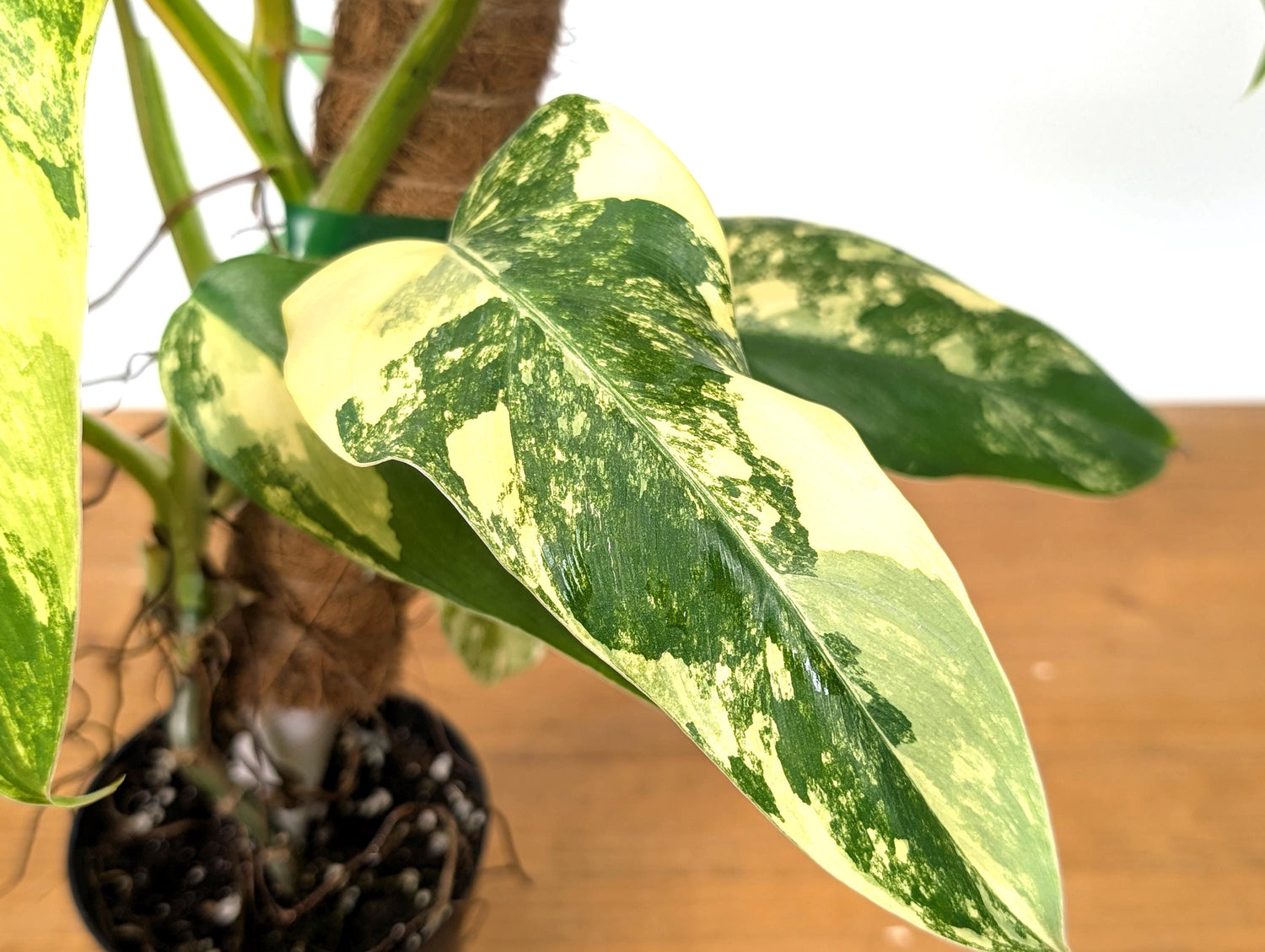 Variegated Philodendron Domesticum Leaf - 12&quot;+ -  EXACT Plant Pictured in 4 Inch Pot (50C)