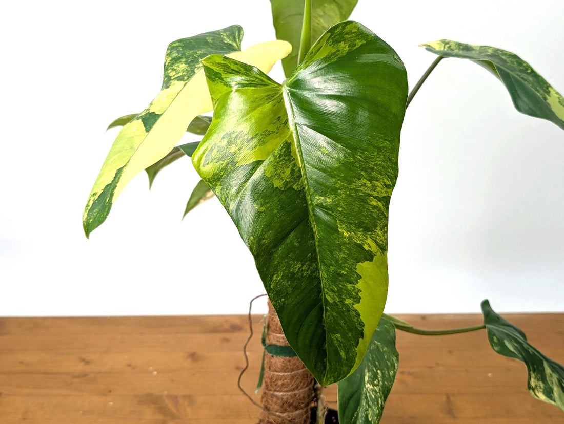 Variegated Philodendron Domesticum 12&quot;+ -  EXACT Plant Pictured in 4 Inch Pot