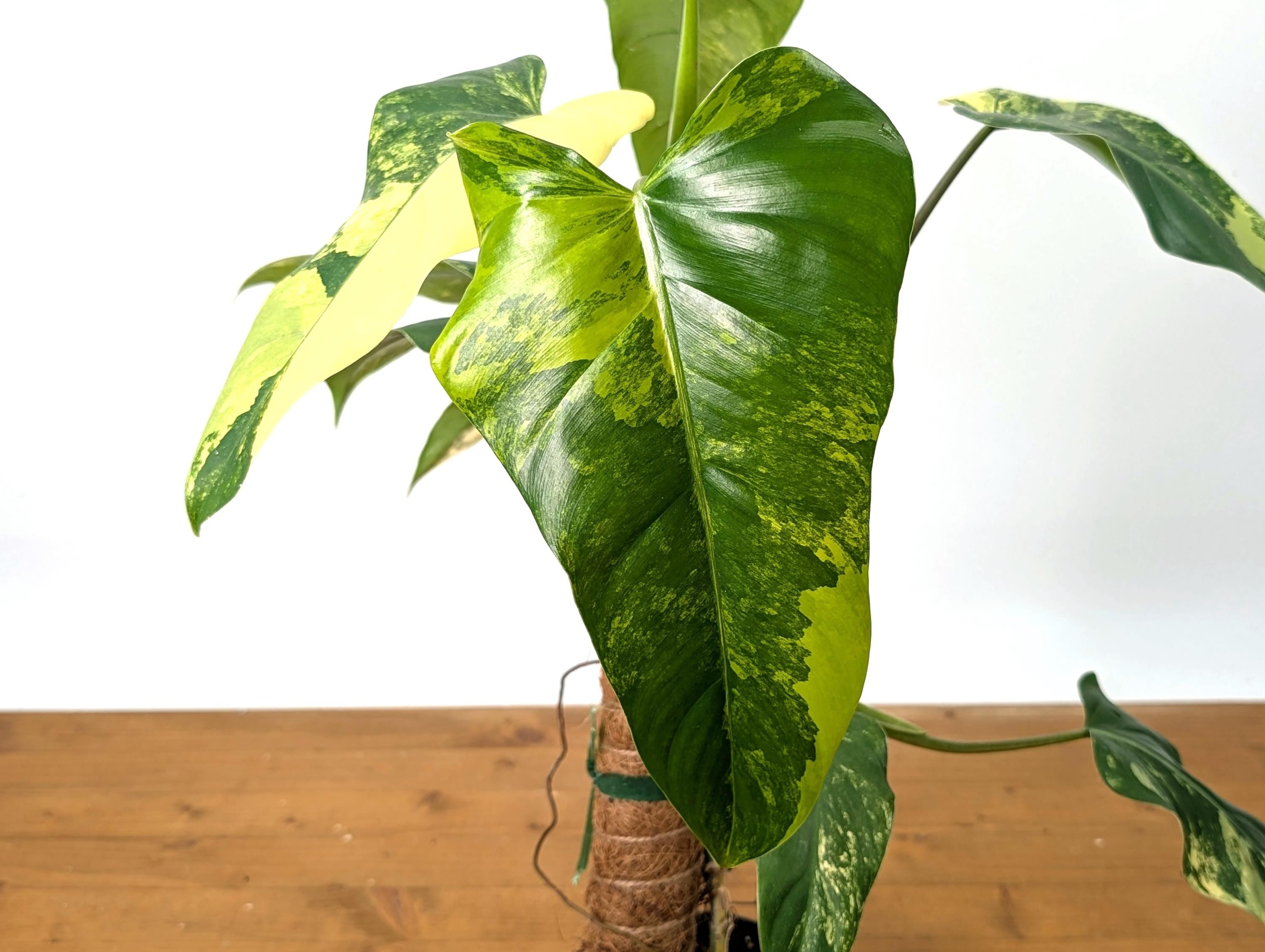 Variegated Philodendron Domesticum 12&quot;+ -  EXACT Plant Pictured in 4 Inch Pot