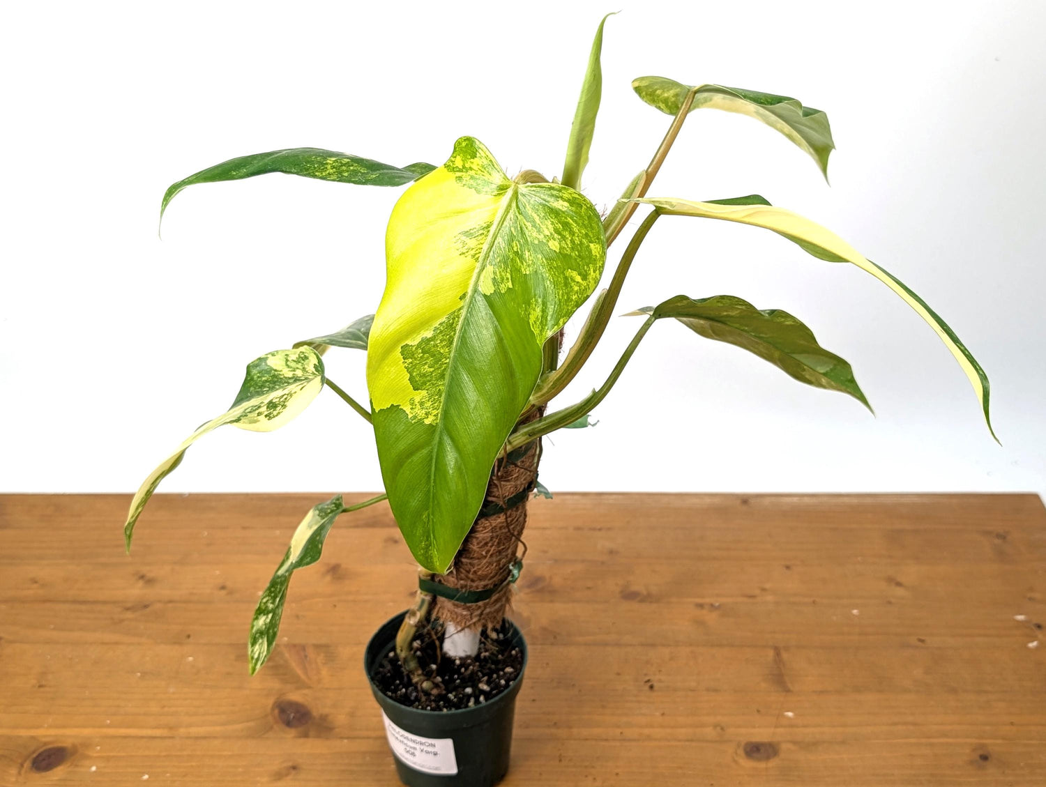 EXACT Variegated Philodendron Domesticum Half Moon Leaf - 12&quot;+ -  Plant Pictured in 4 Inch Pot (50B)