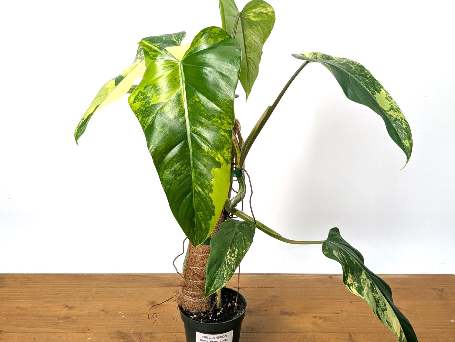 Variegated Philodendron Domesticum 12&quot;+ -  EXACT Plant Pictured in 4 Inch Pot