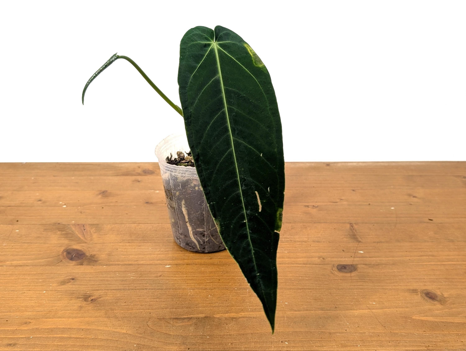 Anthurium Zamora Queen - One Leaf Over 12&quot; Long + One Baby Leaf (48A)