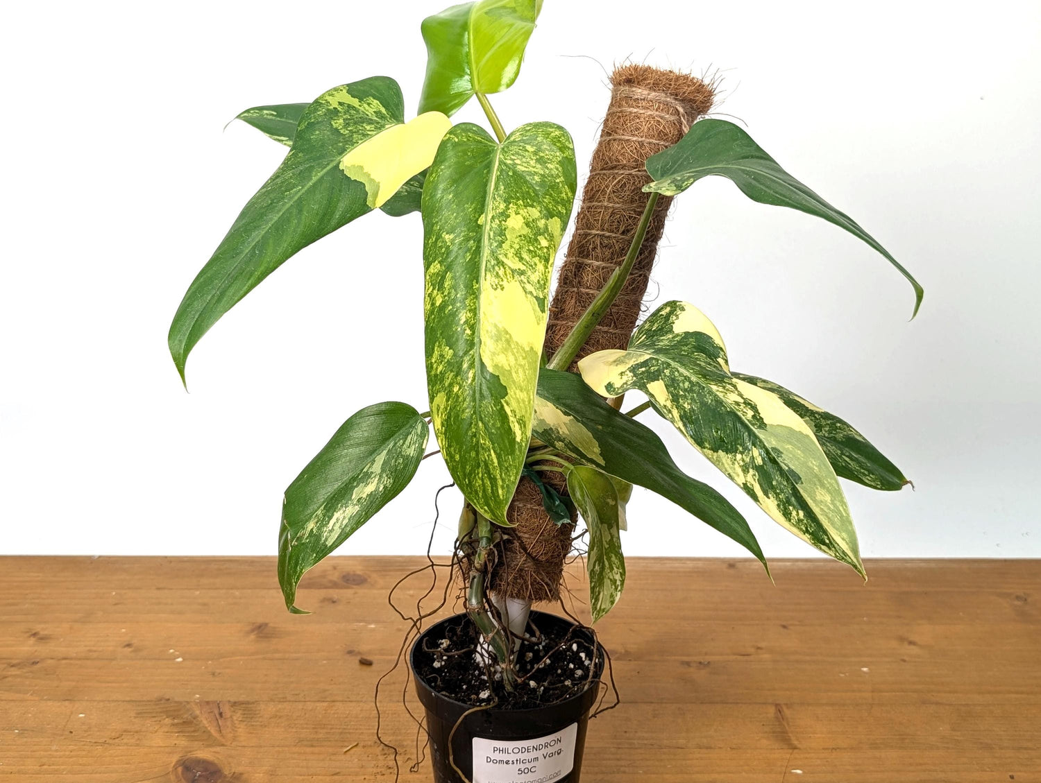 Variegated Philodendron Domesticum Leaf - 12&quot;+ -  EXACT Plant Pictured in 4 Inch Pot (50C)