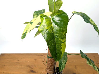 Variegated Philodendron Domesticum 12&quot;+ -  EXACT Plant Pictured in 4 Inch Pot