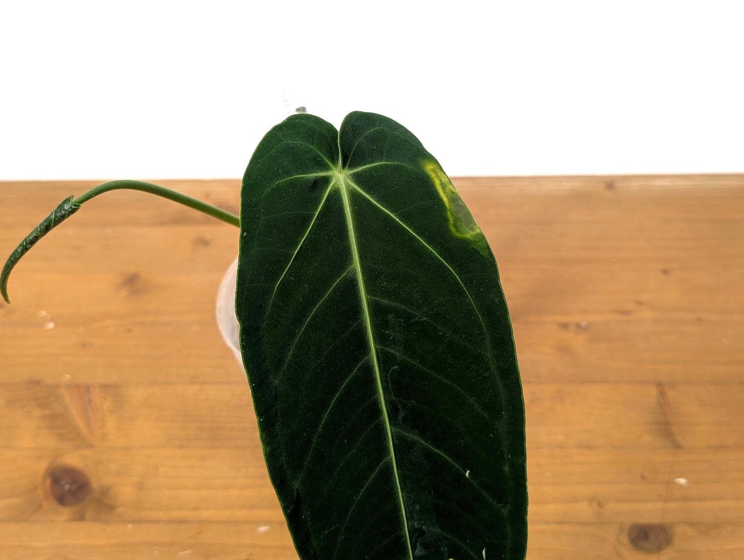 Anthurium Zamora Queen - One Leaf Over 12&quot; Long + One Baby Leaf (48A)