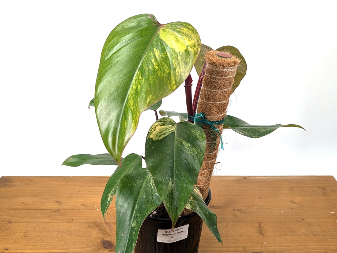 Philodendron Strawberry Shake (50C) in 1 Gallon Pot with Coco Pole - Exact Plant Pictured