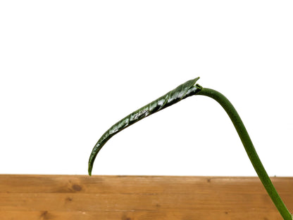 Anthurium Zamora Queen - One Leaf Over 12&quot; Long + One Baby Leaf (48A)