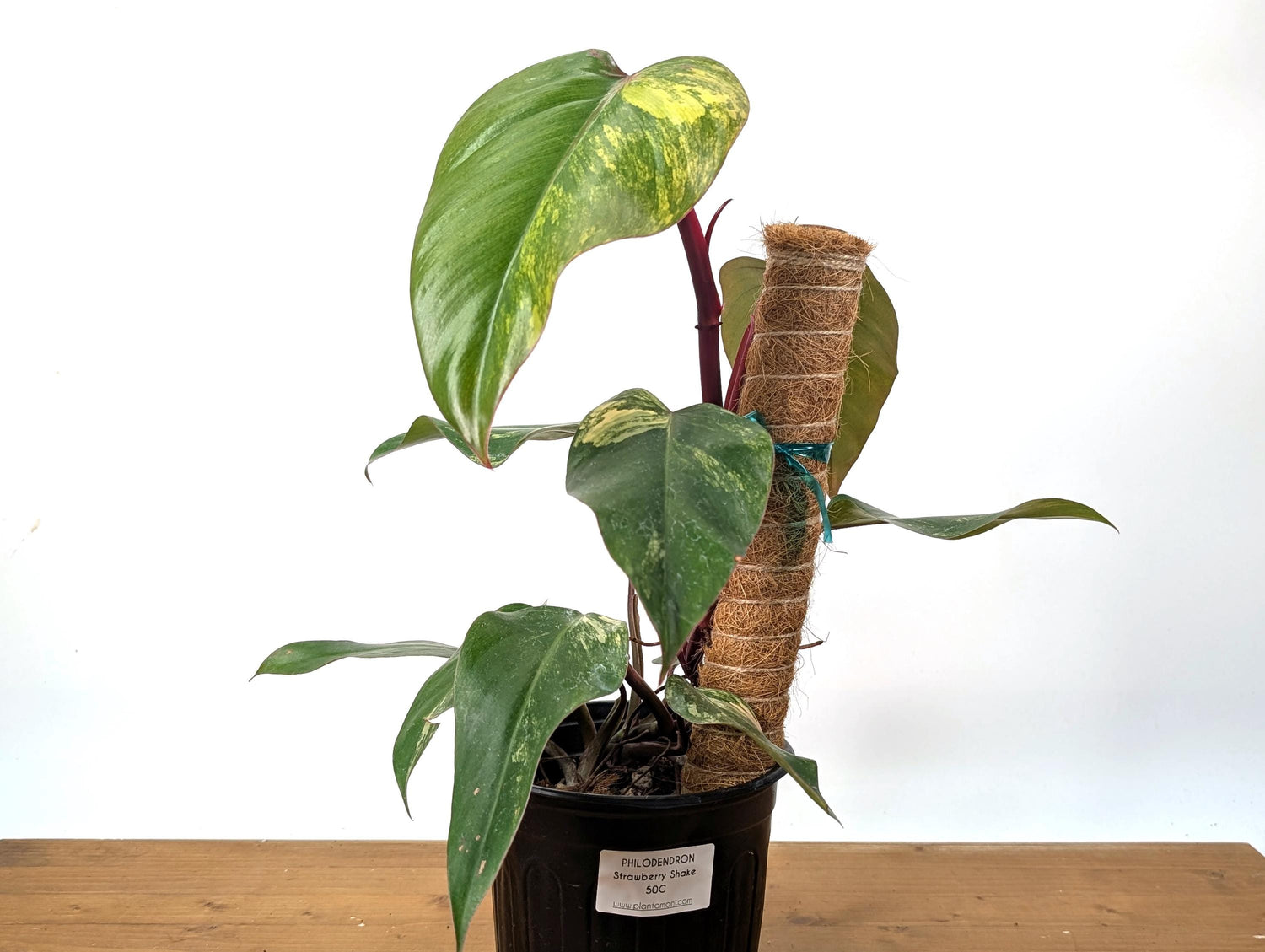 Philodendron Strawberry Shake (50C) in 1 Gallon Pot with Coco Pole - Exact Plant Pictured