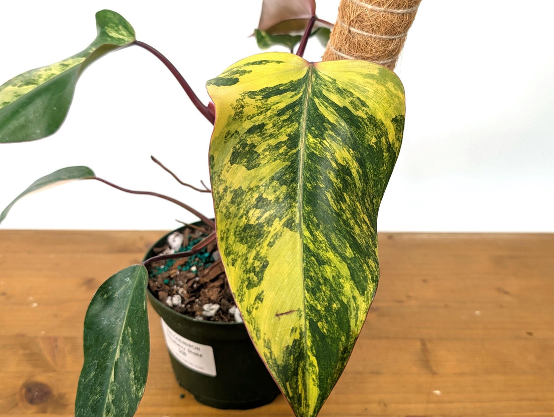 Philodendron Strawberry Shake Exact (50B) in 6 Inch Pot with Coco Pole