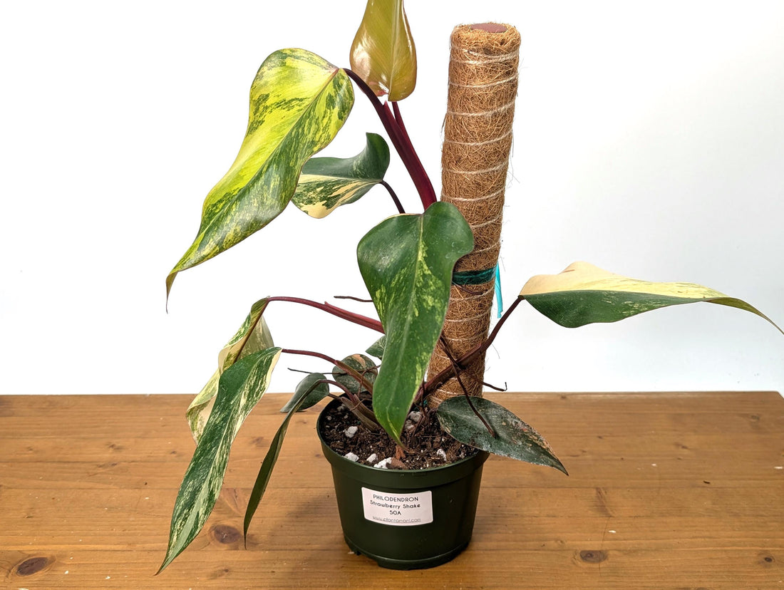 Philodendron Strawberry Shake Exact (50B) in 6 Inch Pot with Coco Pole