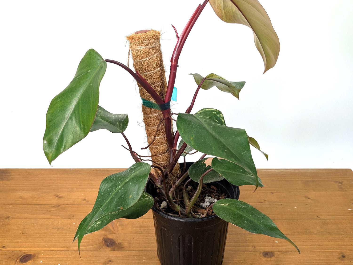 Philodendron Strawberry Shake (50C) in 1 Gallon Pot with Coco Pole - Exact Plant Pictured