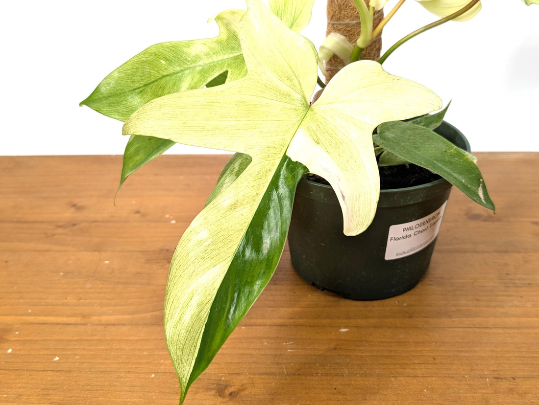 Florida Ghost Mint Tricolor Philodendron - Exact One of a Kind Sport Variegated with Mint, White, and Green