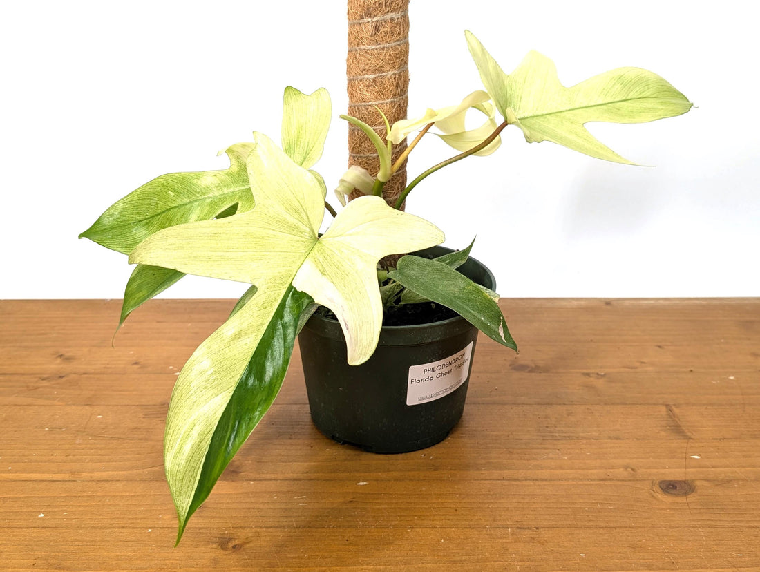 Florida Ghost Mint Tricolor Philodendron - Exact One of a Kind Sport Variegated with Mint, White, and Green