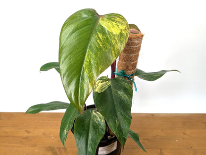 Philodendron Strawberry Shake (50C) in 1 Gallon Pot with Coco Pole - Exact Plant Pictured