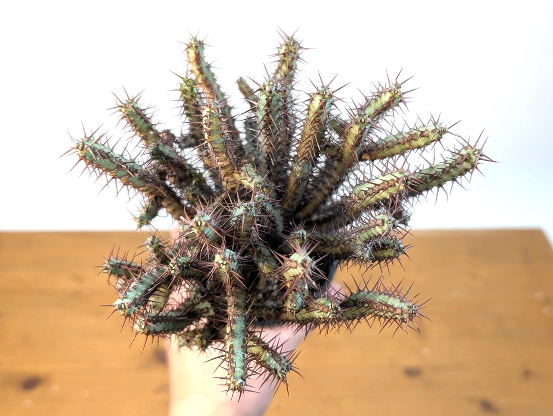 Euphorbia Aeruginosa Grafted Rooted Live Plant - 4 Inch Pot - Miniature Saguaro, Spurgeor, Verdigris Spiny Milkweed