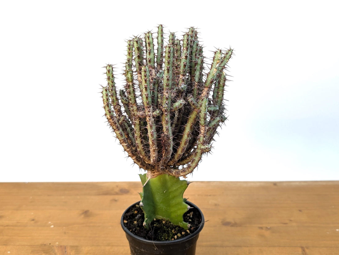 Euphorbia Aeruginosa Grafted Rooted Live Plant - 4 Inch Pot - Miniature Saguaro, Spurgeor, Verdigris Spiny Milkweed