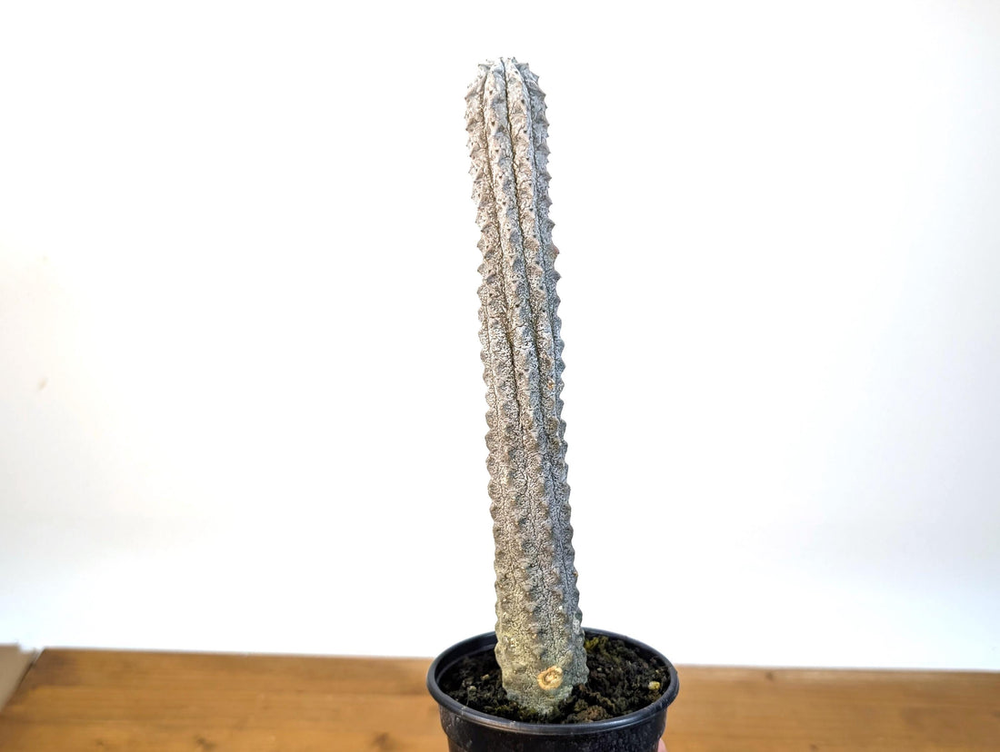 Euphorbia abdelkuri Cactus-Like Succulent - 4 inch pot