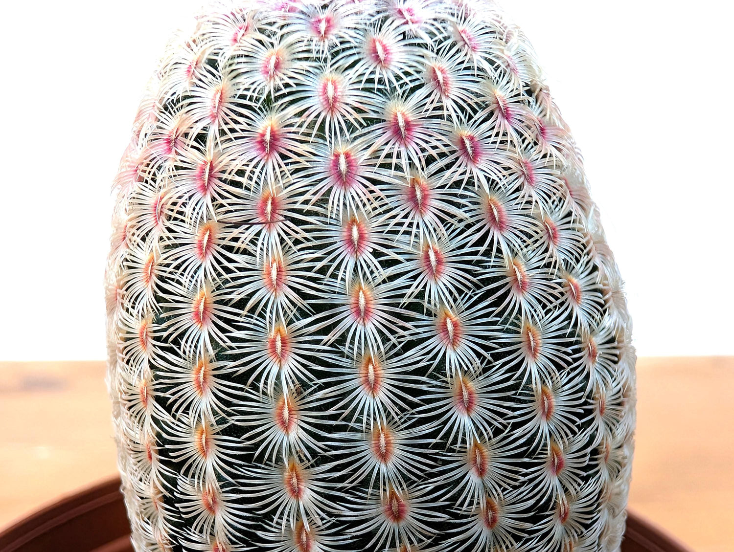 Rainbow Hedgehog Cactus - Echinocereus Rigidissmus Rubrispinus - 3 inch pot