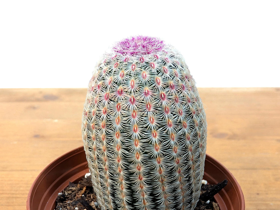 Rainbow Hedgehog Cactus - Echinocereus Rigidissmus Rubrispinus - 3 inch pot