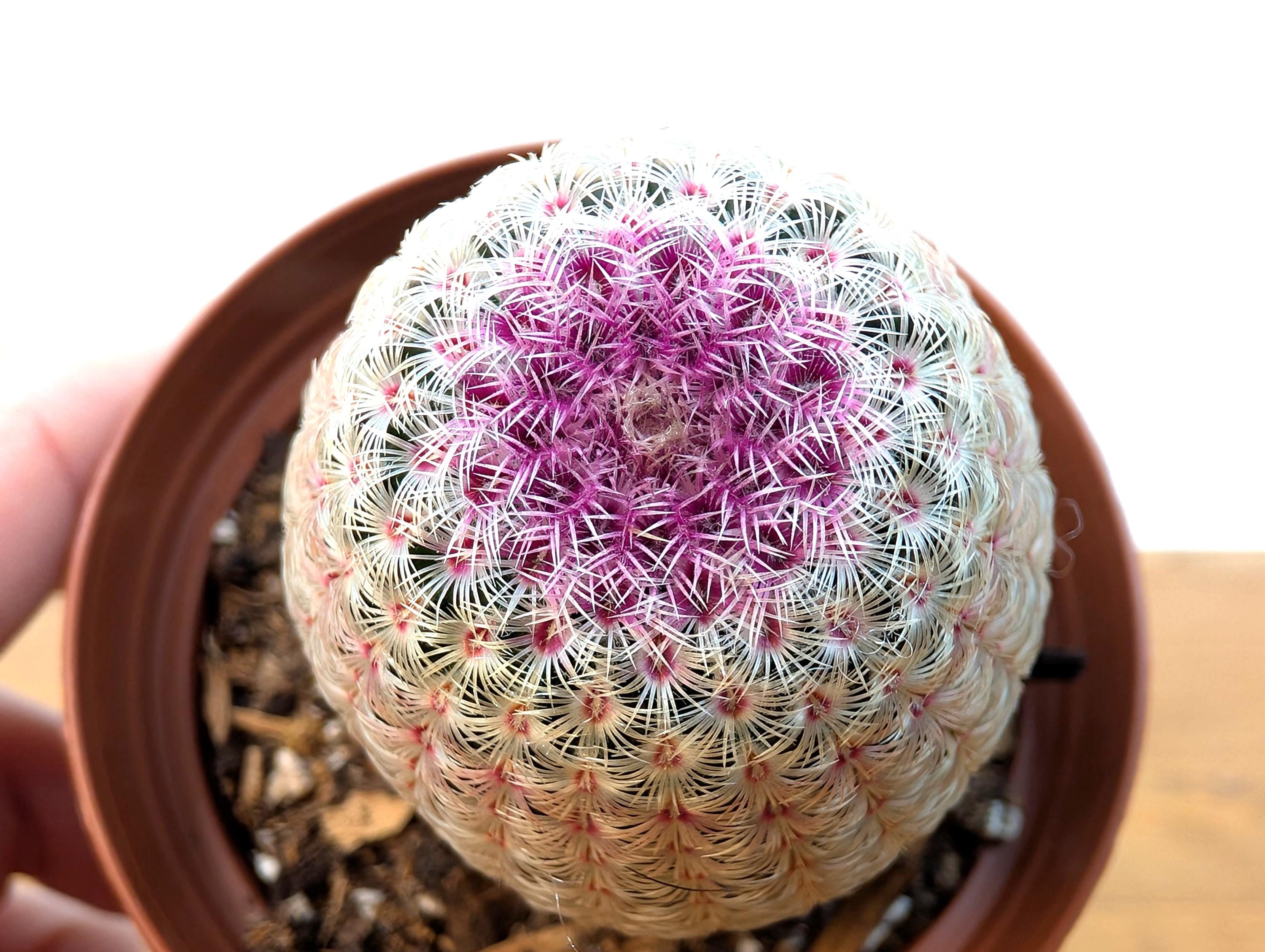 Rainbow Hedgehog Cactus - Echinocereus Rigidissmus Rubrispinus - 3 inch pot