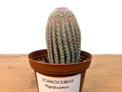 Rainbow Hedgehog Cactus - Echinocereus Rigidissmus Rubrispinus - 3 inch pot