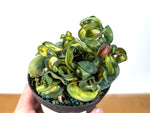 Hoya Mauna Loa