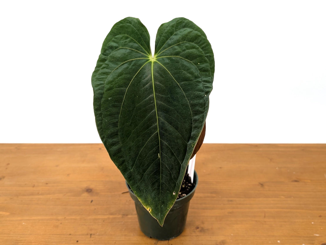 Anthurium Papillilaminum - rare velvet anthurium